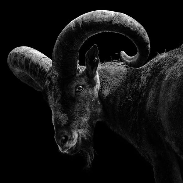 Rams: East Caucasian Tur In Black & White by Lukas Holas