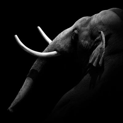 Elephant In Black & White I by Lukas Holas canvas print