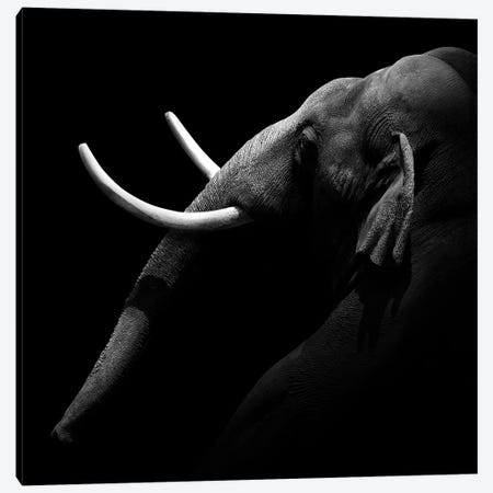 Elephant In Black & White I Canvas Print #LUK7} by Lukas Holas Canvas Art