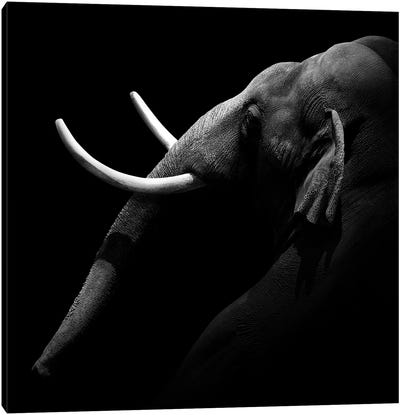 Elephant In Black & White I Canvas Art Print - Lukas Holas
