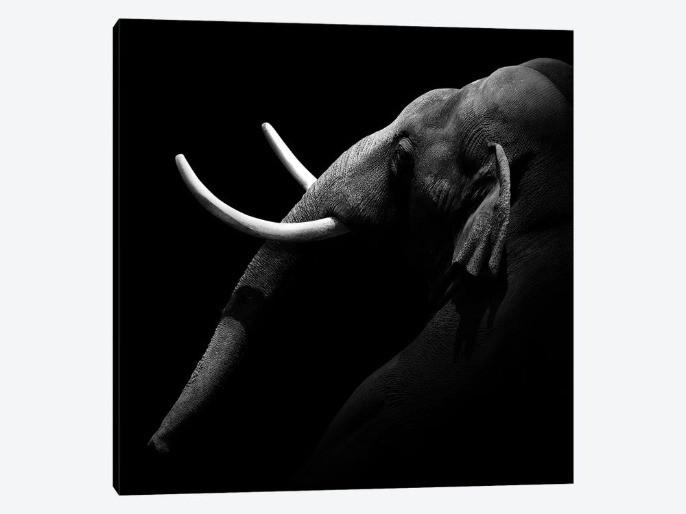 Elephant In Black & White I by Lukas Holas 1-piece Canvas Print