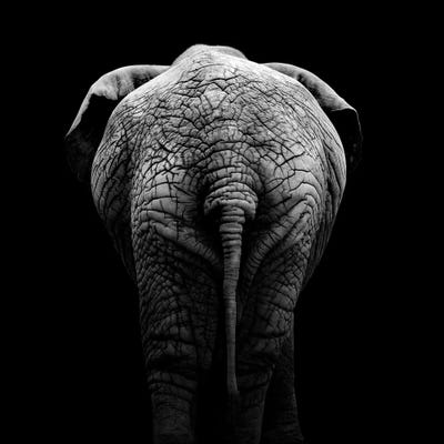 Elephant In Black & White II by Lukas Holas metal wall art