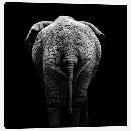 Elephant In Black & White II Canvas Print #LUK8} by Lukas Holas Canvas Art Print