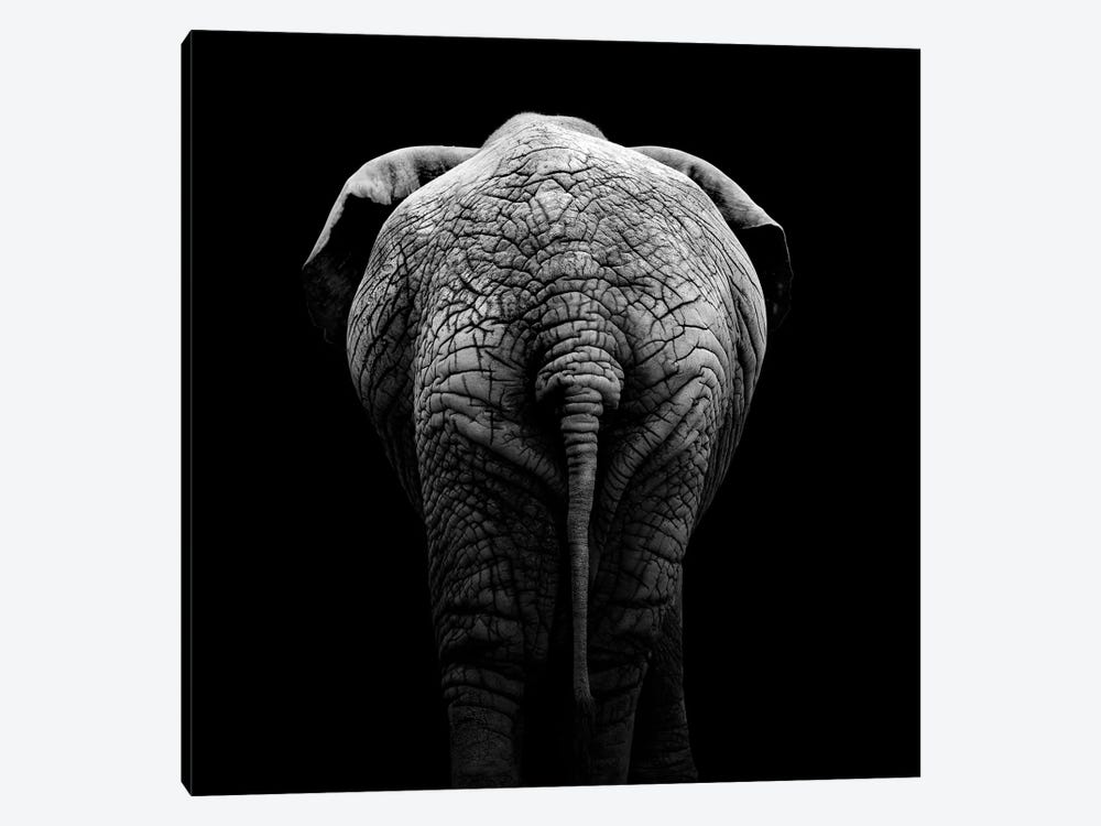 Elephant In Black & White II by Lukas Holas 1-piece Canvas Wall Art
