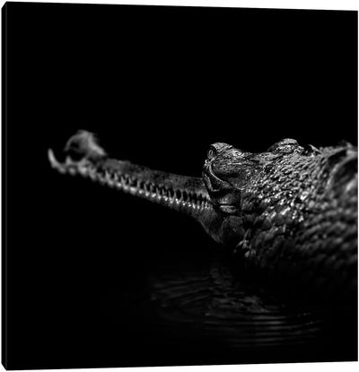 Gavial In Black & White Canvas Art Print - Reptile & Amphibian Art