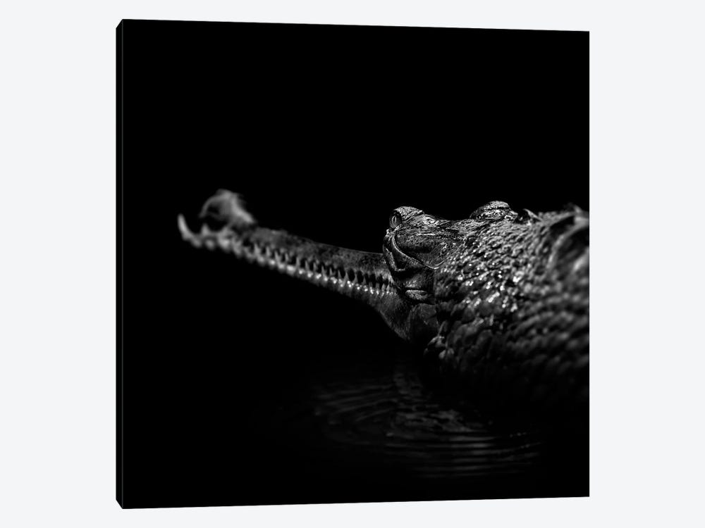 Gavial In Black & White by Lukas Holas 1-piece Canvas Print
