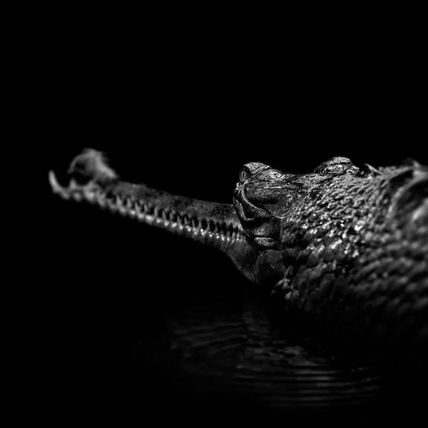 Alligators & Crocodiles: Gavial In Black & White by Lukas Holas