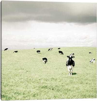 Curious Cows Canvas Art Print - Country Scenic Photography