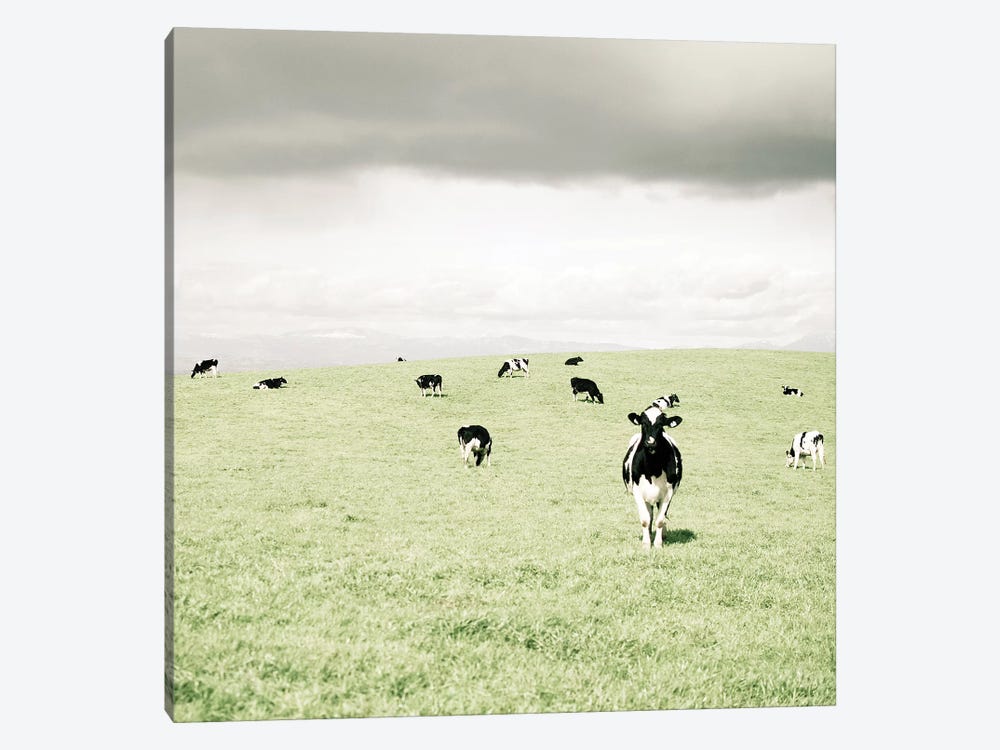 Curious Cows by Lupen Grainne 1-piece Canvas Art Print