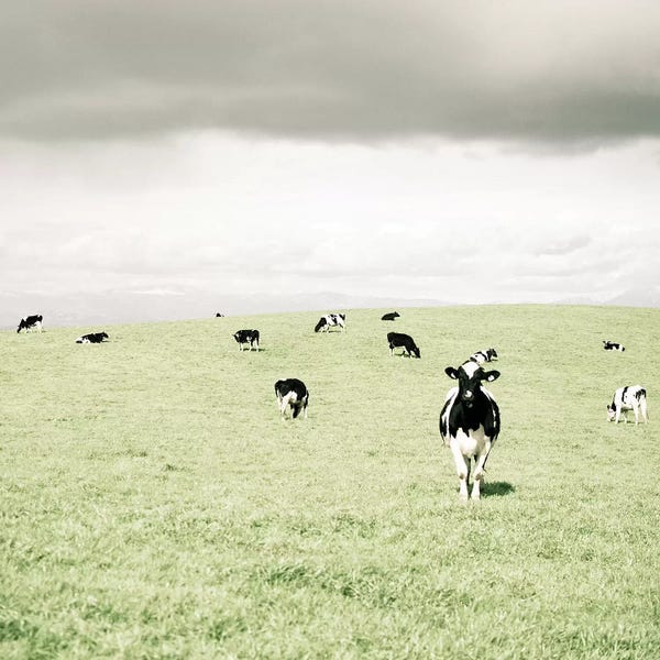 Kitchen: Curious Cows by Lupen Grainne