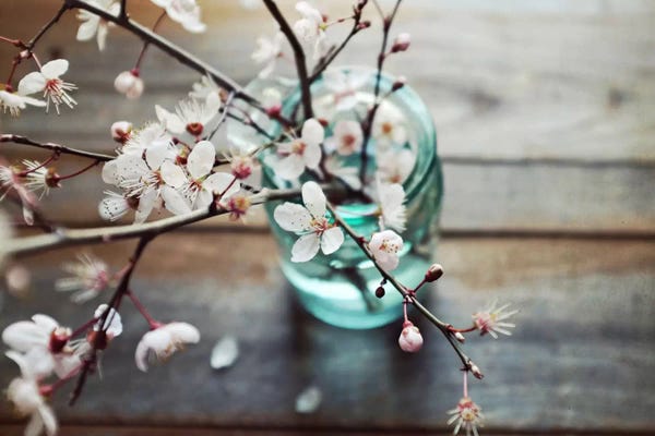 Still Life Photography: Fallen Petals by Lupen Grainne