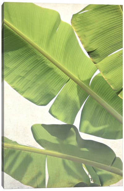 Green Banana Canvas Art Print - Plant Art