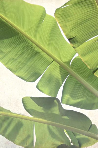 Tropical Leaves: Green Banana by Lupen Grainne