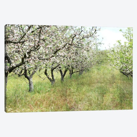 Apple Orchard Canvas Print #LUP1} by Lupen Grainne Canvas Print