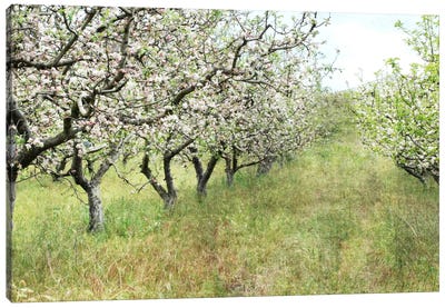 Apple Orchard Canvas Art Print - Apple Tree Art