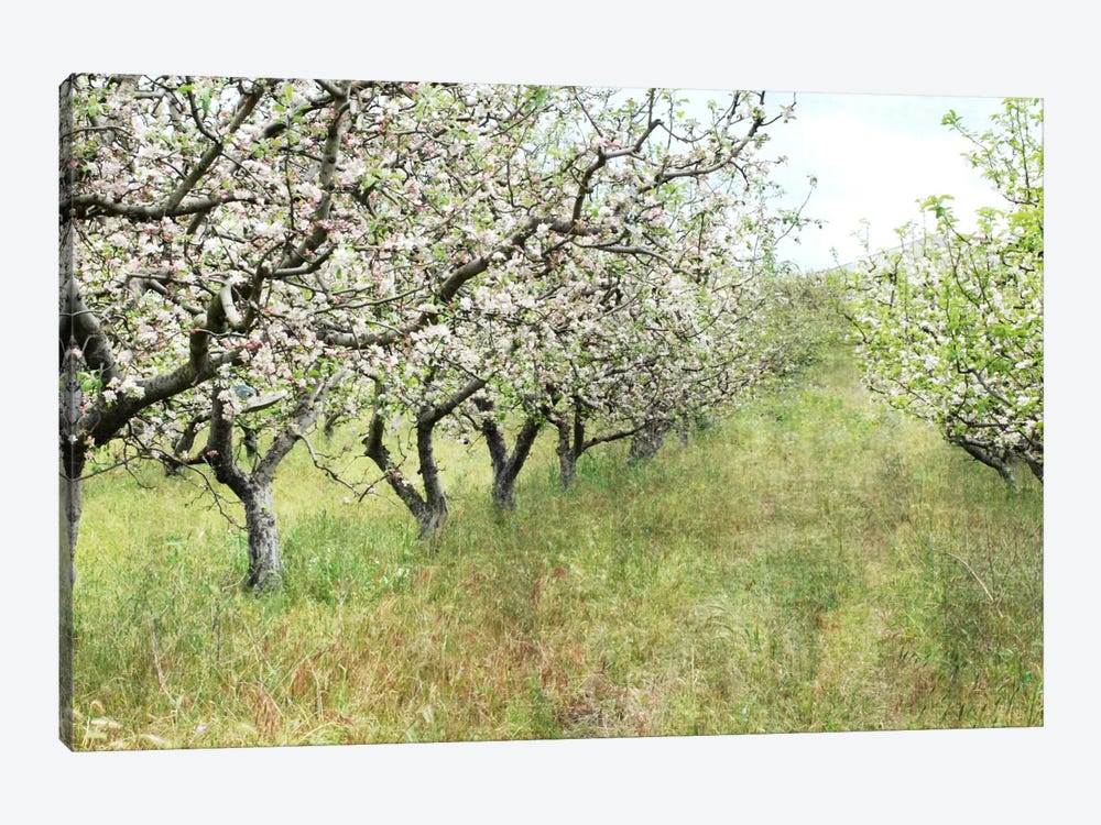 Apple Orchard by Lupen Grainne 1-piece Canvas Art