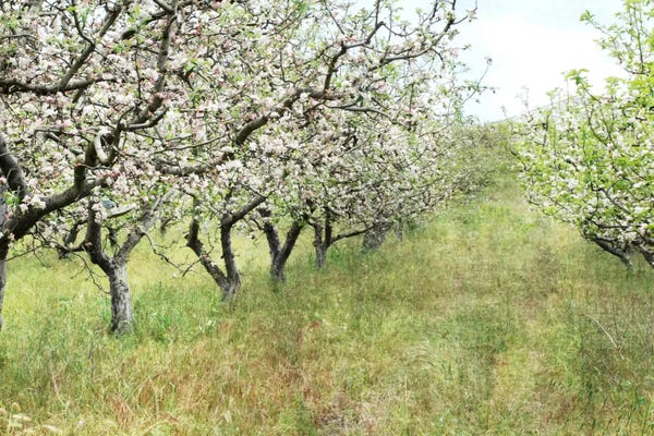 Lupen Grainne: Apple Orchard by Lupen Grainne