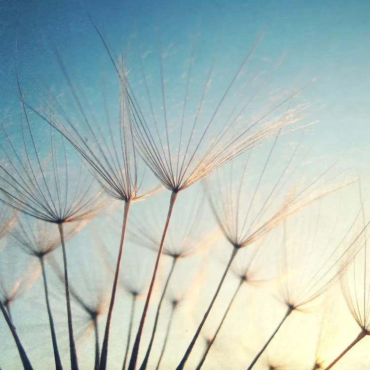 Make A Wish by Lupen Grainne wall art