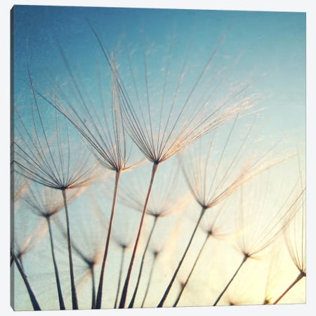 Make A Wish Canvas Print #LUP22} by Lupen Grainne Canvas Print