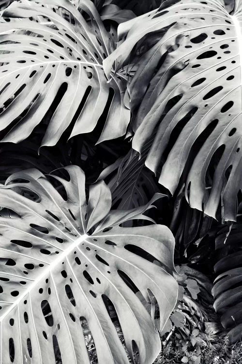Monstera by Lupen Grainne wall art