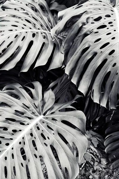 Lupen Grainne: Monstera by Lupen Grainne