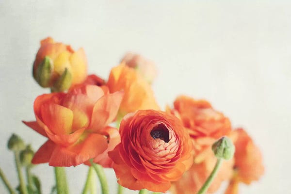 Peonies: Orange You Glad by Lupen Grainne