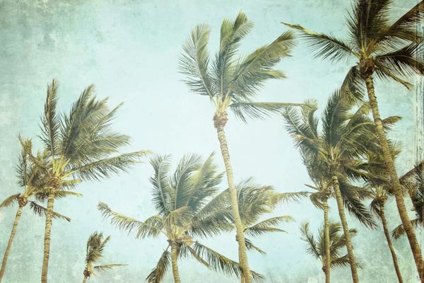 Palm Trees: The Only Sound by Lupen Grainne