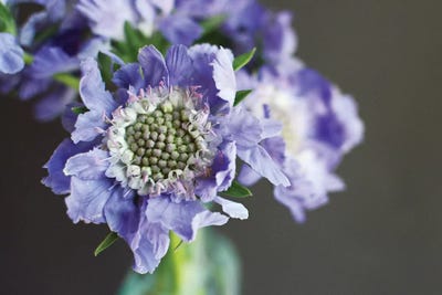 Purple Scabiosa by Lupen Grainne art print