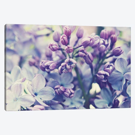 Scent Of Lilac  Canvas Print #LUP37} by Lupen Grainne Canvas Print