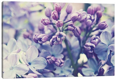 Scent Of Lilac  Canvas Art Print - Lilacs