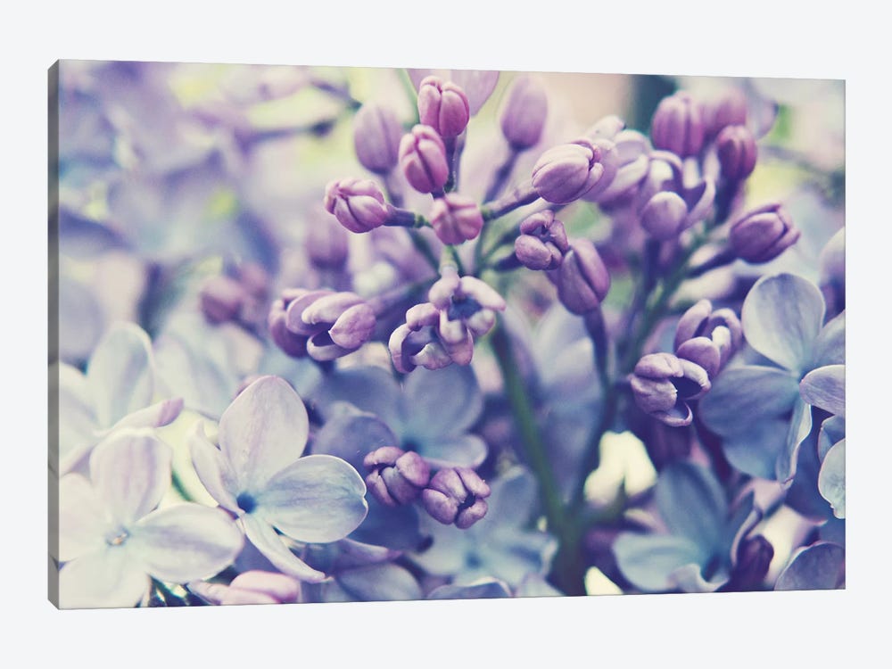 Scent Of Lilac  by Lupen Grainne 1-piece Canvas Print