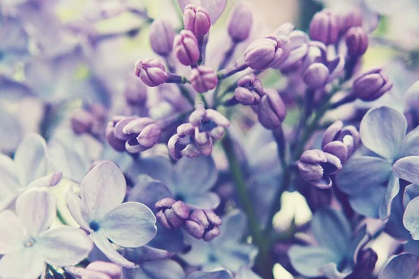 Lilacs: Scent Of Lilac  by Lupen Grainne