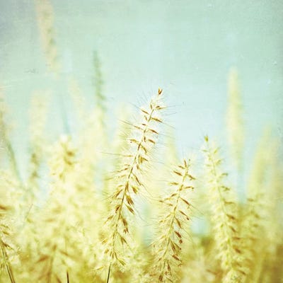 Sway by Lupen Grainne canvas print