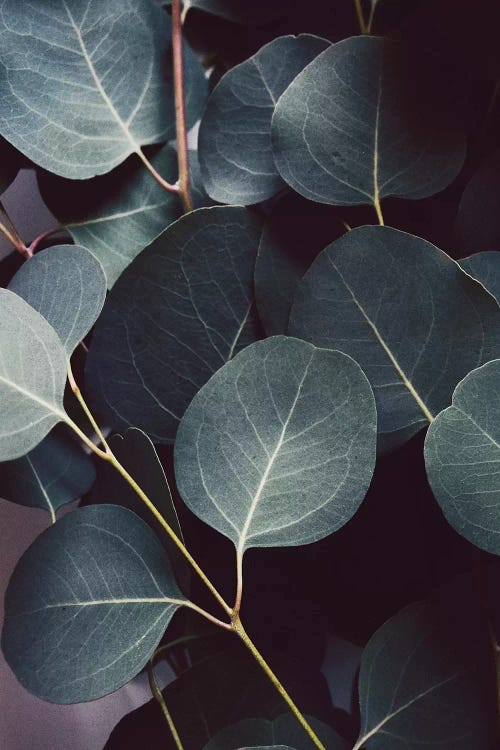 Eucalyptus Leaves