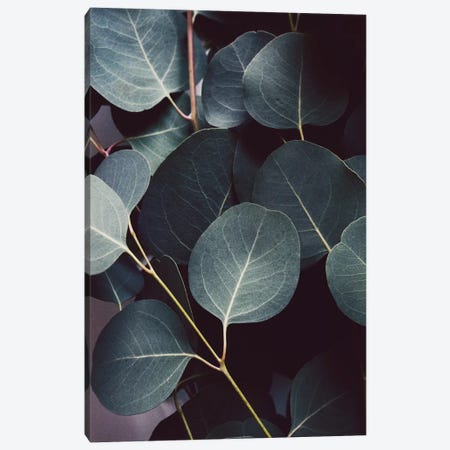 Eucalyptus Leaves Canvas Print #LUP45} by Lupen Grainne Canvas Art