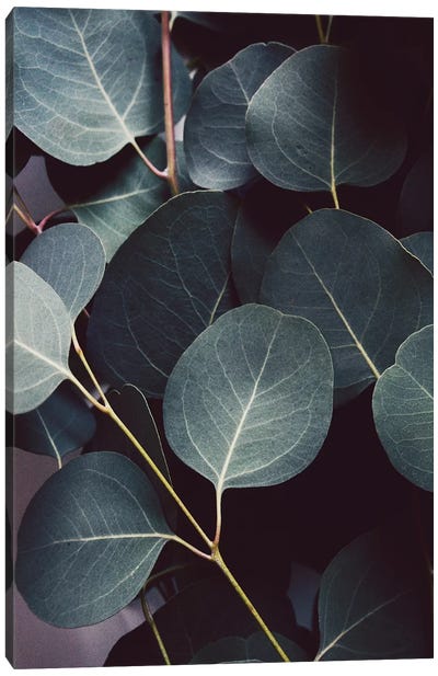 Eucalyptus Leaves Canvas Art Print - Lupen Grainne