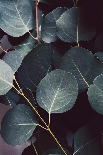 Lupen Grainne: Eucalyptus Leaves by Lupen Grainne