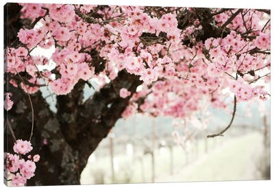 Brand New Day Canvas Art Print - Cherry Blossom Art