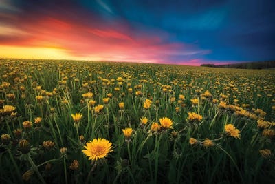 Dandelion Field by Lauri Lohi art print