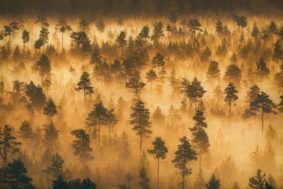 Dwarf Pines II by Lauri Lohi canvas print