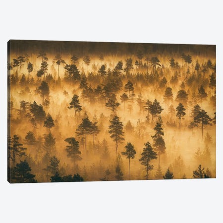 Dwarf Pines II Canvas Print #LUR100} by Lauri Lohi Canvas Art Print