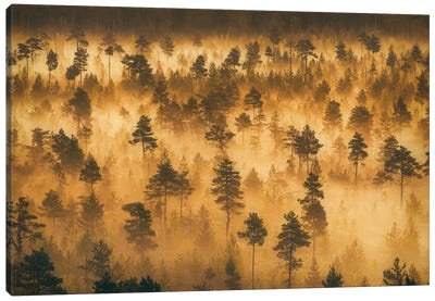 Dwarf Pines II Canvas Art Print - Lauri Lohi
