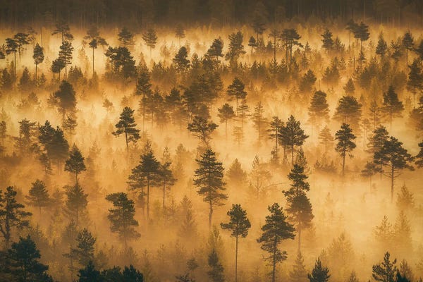 Lauri Lohi: Dwarf Pines II by Lauri Lohi
