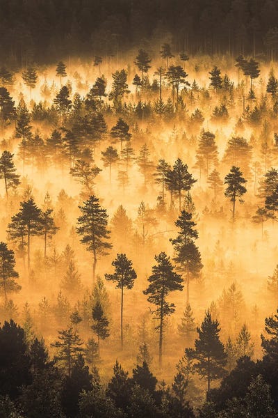 Dwarf Pines III by Lauri Lohi canvas print