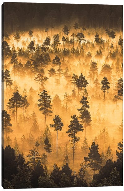 Dwarf Pines III Canvas Art Print - Lauri Lohi