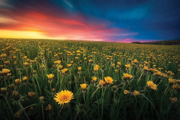 Dandelions: Dandelion Field by Lauri Lohi