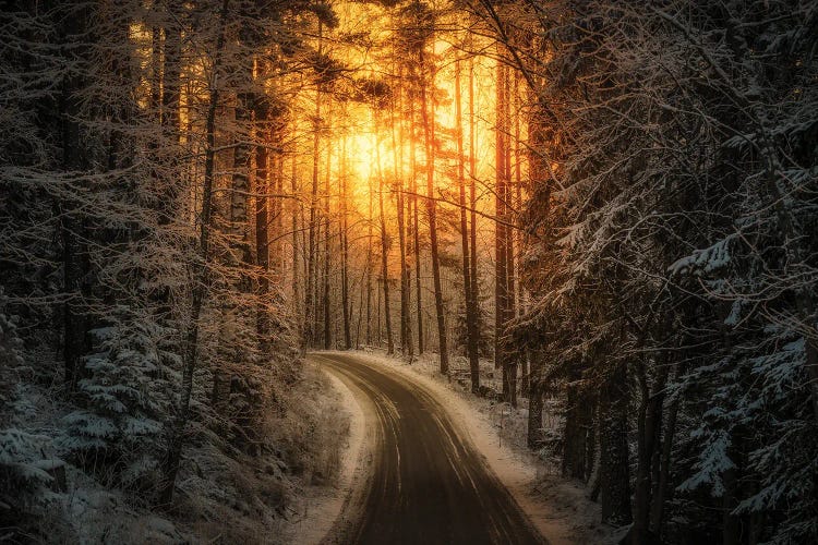 Shining Through II by Lauri Lohi wall art