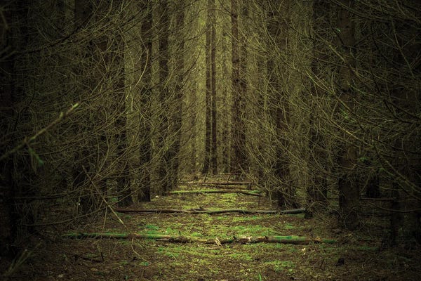Lauri Lohi: Deadwood by Lauri Lohi