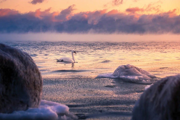 Swan by Lauri Lohi wall art
