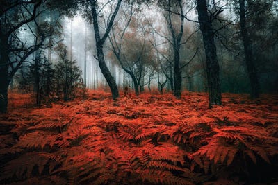 Touch Of Autumn by Lauri Lohi canvas print